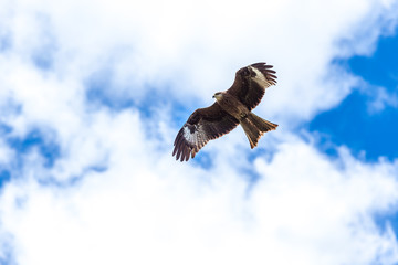 Eagle flying sky