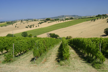 Fototapeta na wymiar Summer landscape in Marches (Italy) near Montefano