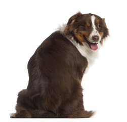 Portrait of Australian Shepherd, 1 year old, sitting in front of white background