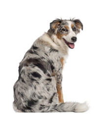 Portrait of Australian Shepherd, 5 and a half months old, sitting in front of white background