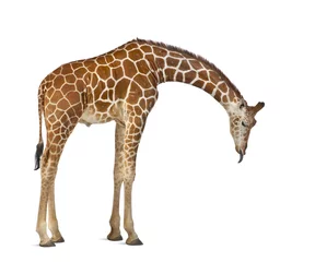 Photo sur Plexiglas Girafe Girafe somalienne, communément appelée girafe réticulée, Giraffa camelopardalis reticulata, 2 ans et demi debout sur fond blanc