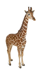 High angle view of Somali Giraffe, commonly known as Reticulated Giraffe, Giraffa camelopardalis reticulata, 2 and a half years old standing against white background