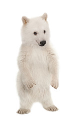 Polar bear cub, Ursus maritimus, 6 months old, portrait against white background
