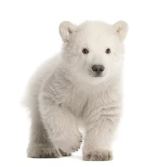 Selbstklebende Fototapete Eisbär Eisbärjunges, Ursus Maritimus, 3 Monate alt, läuft vor weißem Hintergrund