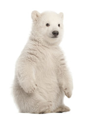 Eisbärjunges, Ursus Maritimus, 3 Monate alt, sitzt vor weißem Hintergrund