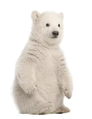 Door stickers Icebear Polar bear cub, Ursus maritimus, 3 months old, sitting against white background