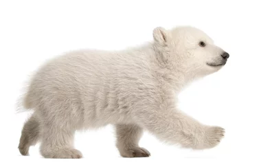 Wall murals Icebear Polar bear cub, Ursus maritimus, 3 months old, walking against white background