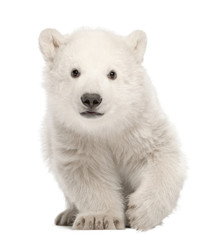 Eisbärjunges, Ursus Maritimus, 3 Monate alt, stehend vor weißem Hintergrund