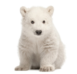 Eisbärjunges, Ursus Maritimus, 3 Monate alt, sitzt vor weißem Hintergrund