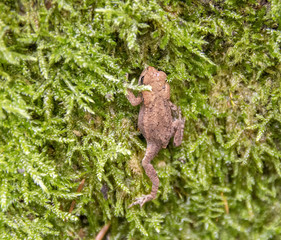 small common toad
