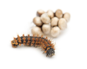 Caterpillar of Giant Peacock Moth, 2 days old, Saturnia pyri, against white background