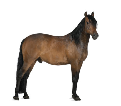 Crossbreed horse