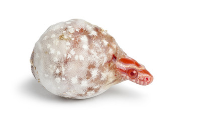 Corn snake hatching (