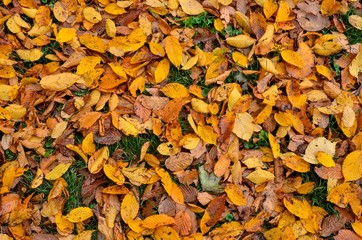 Natural autumn background. Colorful leaves on the green grass.