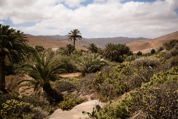 Fototapeta na wymiar Landscape of Fuerteventura, Spain.