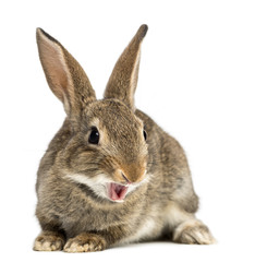 Obraz premium European rabbit or common rabbit smiling, 2 months old, Oryctolagus cuniculus against white background