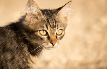 Obraz premium the cat is walking on the construction site
