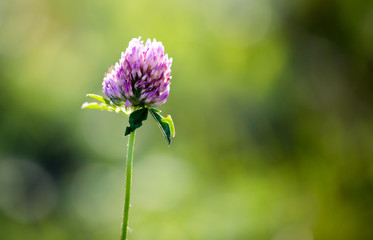 flower on clover in the garden