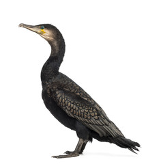 Side view of a Great Cormorant, Phalacrocorax carbo, also known as the Great Black Cormorant against white background - obrazy, fototapety, plakaty