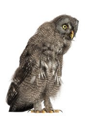 Great Grey Owl or Lapland Owl, Strix nebulosa, 2 months old against white background