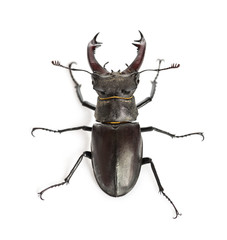 Male stag beetle, Lucanus cervus against white background