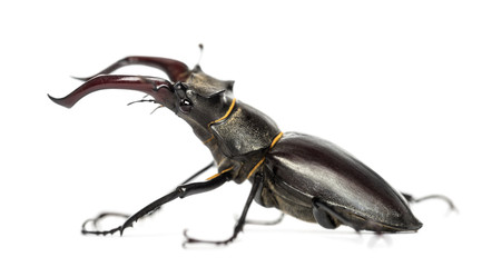 Male stag beetle, Lucanus cervus against white background
