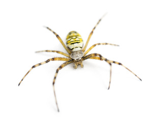 Wasp spider, Argiope bruennichi, against white background