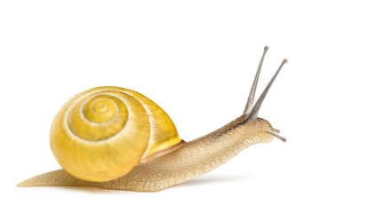 Grove snail or brown-lipped snail without dark bandings, Cepaea nemoralis, in front of white background © Eric Isselée