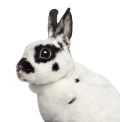 Close-up of Dalmatian Rabbit against white background