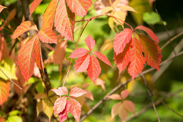 red leaves on a tree in autumn park