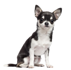 Chihuahua, 7 months old, sitting against white background