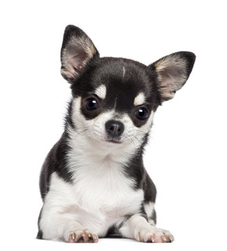 Chihuahua, 7 months old, lying and looking at camera against white background