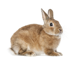 Rabbit lying against white background