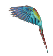 Side view of a Green-winged Macaw, Ara chloropterus, 1 year old, flying in front of white background © Eric Isselée