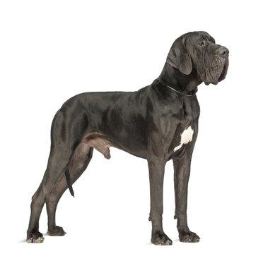 Side view of a Great Dane, 2 years old, in front of white background