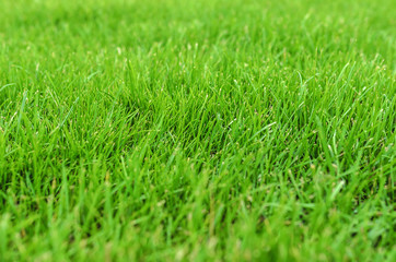 Fototapeta premium Grass on the lawn.