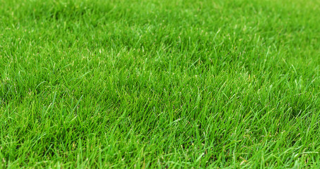 Grass on the lawn.