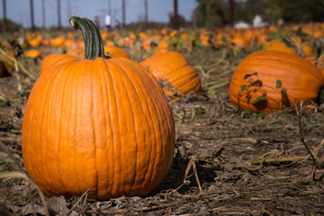 Pumpkin with friends