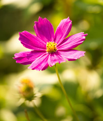 Obraz premium pink flower in a park in the nature