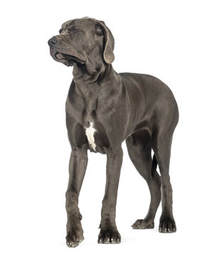 Great Dane, 10 months old, disgusted, eyes closed in front of white background