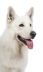 Close-up of a Swiss Shepherd dog, 5 years old, panting and looking away in front of white background