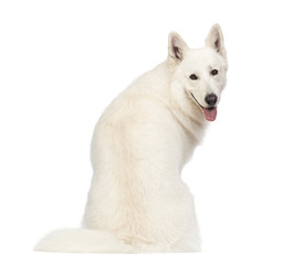 Rear view of Swiss Shepherd dog, 5 years old, sitting, panting and looking at the camera in front of white background