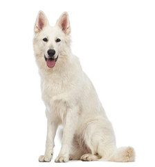 Swiss Shepherd dog, 5 years old, sitting, panting and looking at the camera in front of white background