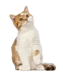 British Shorthair kitten, 3.5 months old, sitting and looking up in front of white background