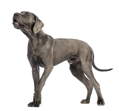 Side view of a Great Dane, 10 months old, barking in front of white background