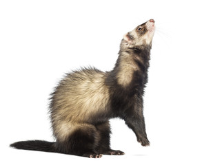 Ferret (9 months old) standing on hind legs and looking up