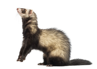 Ferret (9 months old) standing on hind legs and looking up