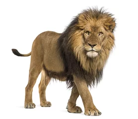 Fototapeten Seitenansicht eines Löwen, der in die Kamera schaut, Panthera Leo, 10 Jahre alt, isoliert auf weiß © Eric Isselée
