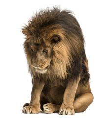 Fototapeta premium Lion sitting, looking down, Panthera Leo, 10 years old, isolated on white