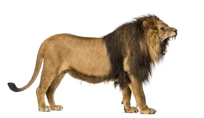 Photo sur Plexiglas Lion Vue latérale d& 39 un lion rugissant, debout, Panthera Leo, 10 ans, isolé sur blanc